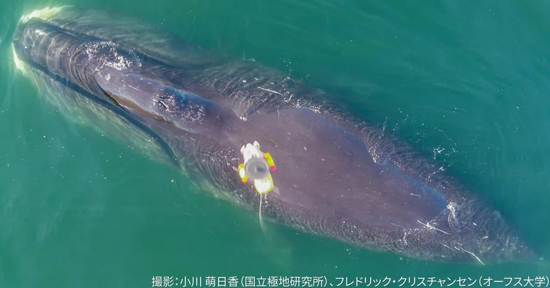 ディスコ島でのホッキョククジラ調査