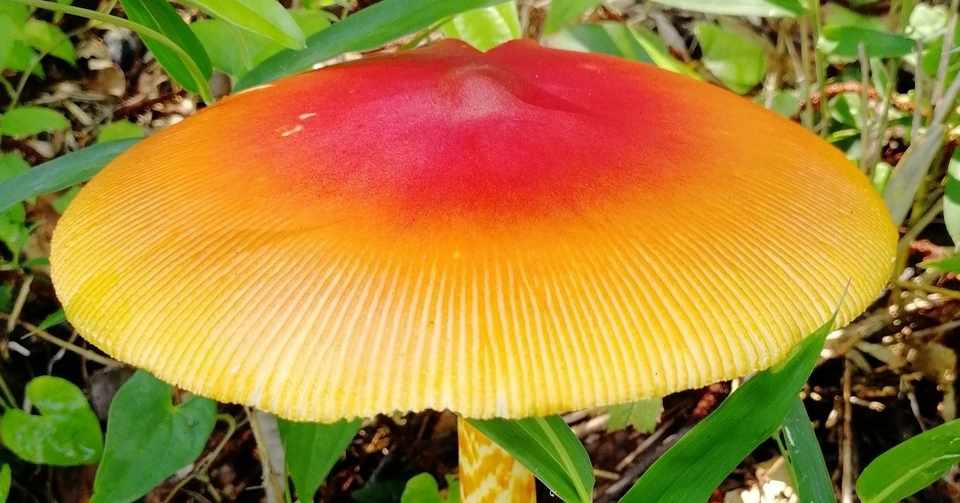 道端で見つけたキノコを食べるか否かを考える過程 ケノユメ Note