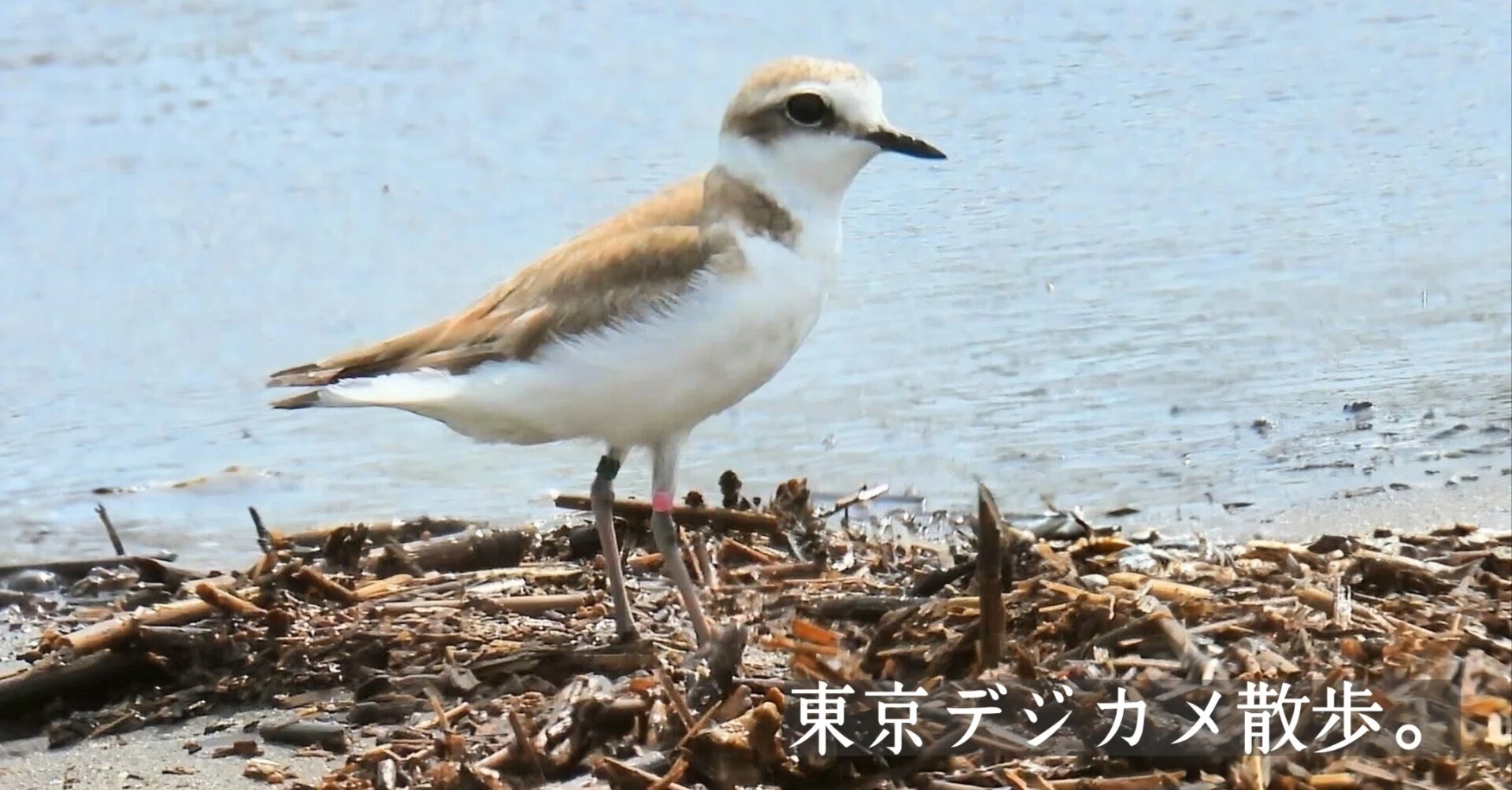 野鳥たちのいる風景 2026.08.23 sun. 東京都江戸川区。｜michio