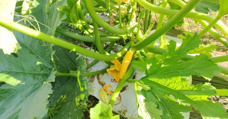 晩夏の野菜たち