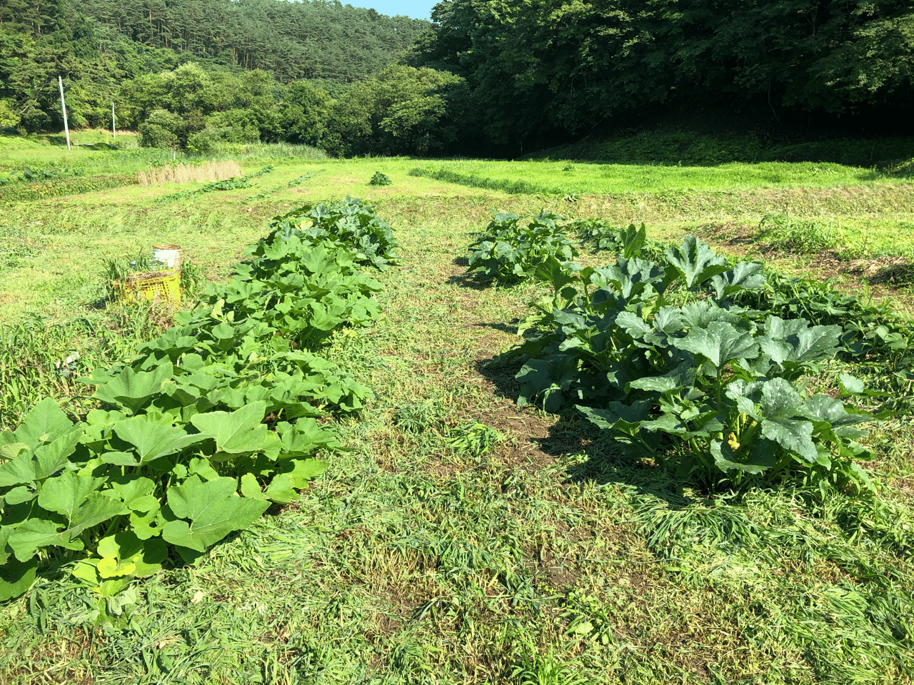 久しぶりの晴れ間 Muna Farm 無農薬自給自足 Note 久しぶりの晴れ間 Muna Farm 無農薬自給自足 Note