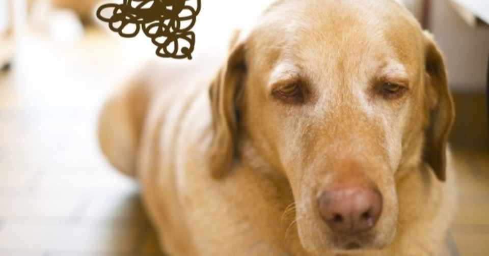 ノミ ダニが運ぶ病気 犬の飼い主サポートのplam Note