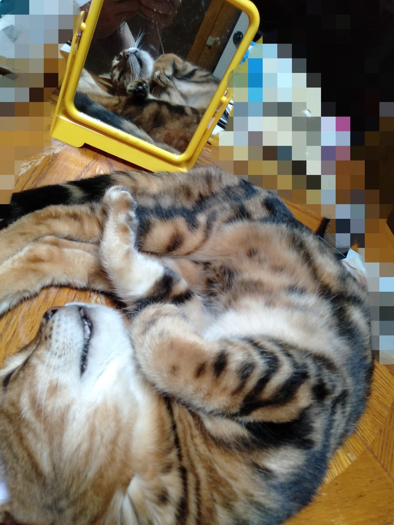 心霊写真 笑 愛猫の寝姿を 鏡に映してみました 樹実 きみ 貴美 Note 心霊写真 笑 愛猫の寝姿を 鏡に映してみました 樹実 きみ 貴美 Note