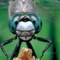 dRagonfly@ç§å°èª¬
