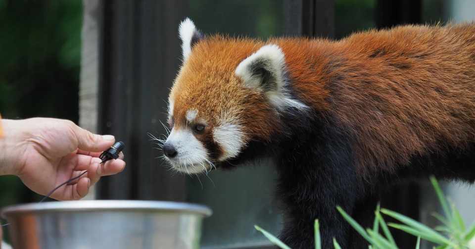 千葉市動物公園 Bun Bun Note