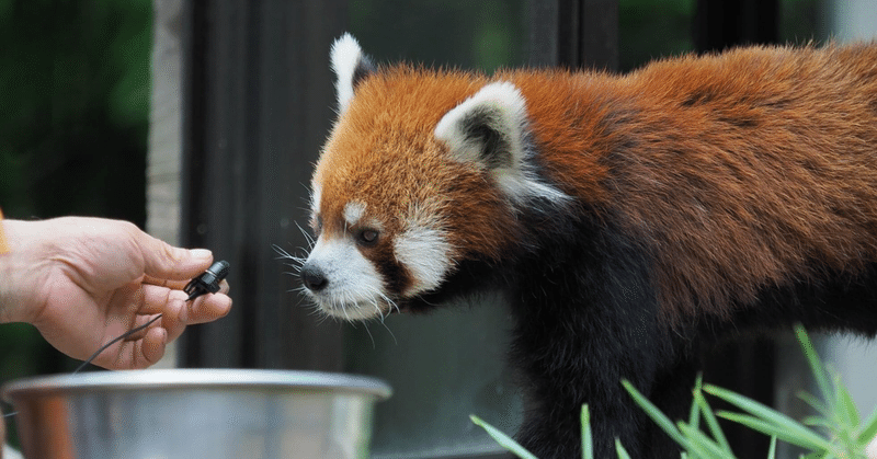 おすすめ動物園 千葉市動物公園 Bun Bun Note