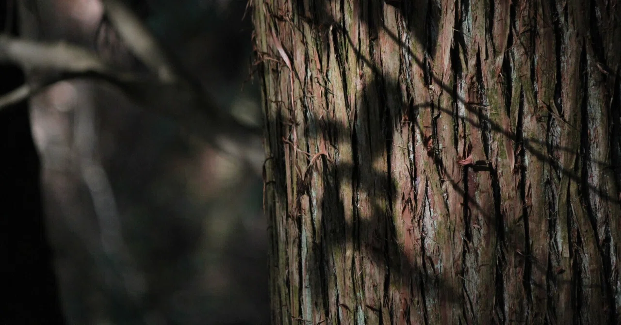 Until a Single Tree Arrives | A Brief Introduction to the Structure of ...