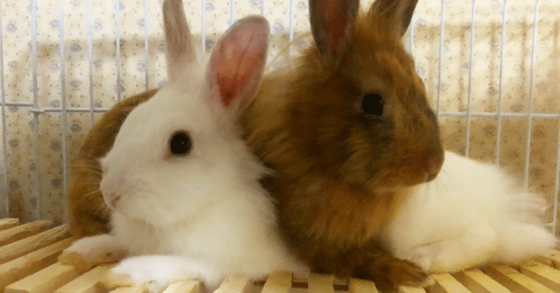 アラフォーと3羽のうさぎたち ちょろす Note