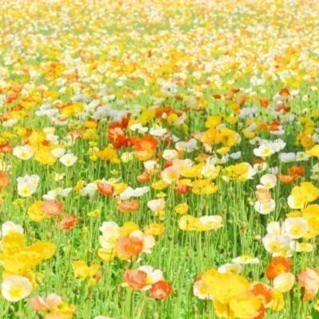 第１回 １分ノート おでかけ 埼玉県鴻巣市の日本一のポピー畑 望美 写真 3d弁当 Note