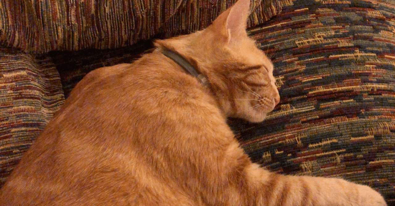 10年ぶりくらいに猫と暮らしている話 けい Note