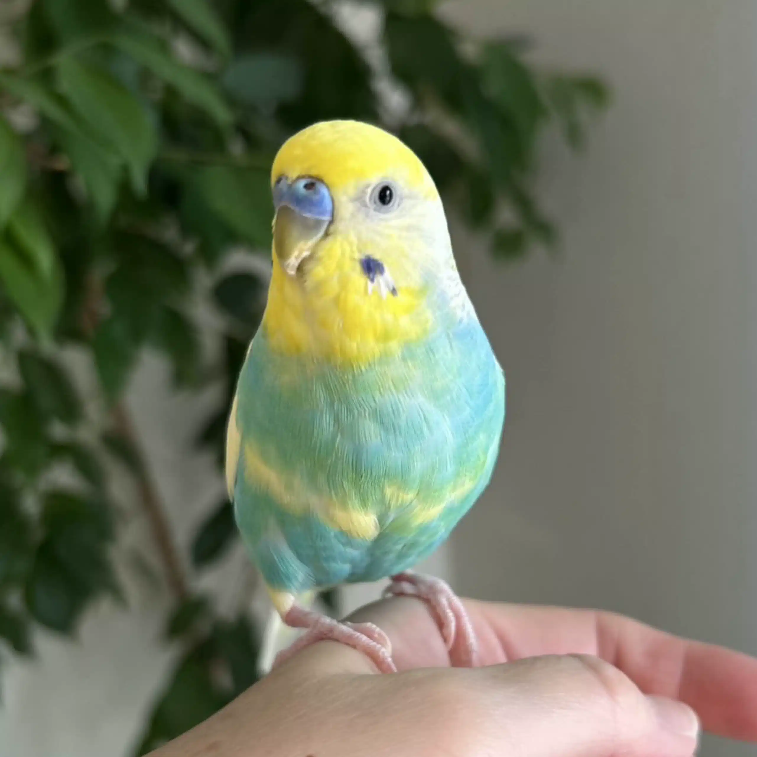 すず リヨンワーホリ
