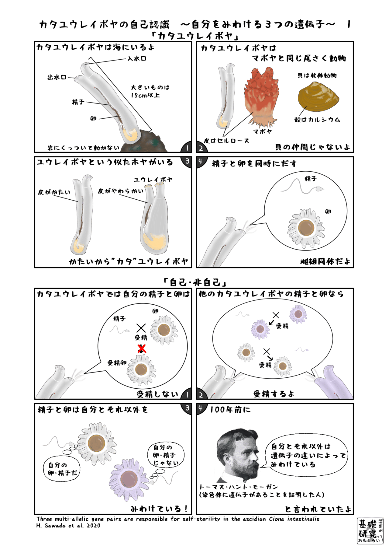カタユウレイボヤの自己認識 自分をみわける３つの遺伝子 1 かわいせーざん 基礎研究っておもしろい 生物編 Note