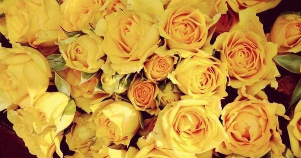 枯れたバラ Sumire Note