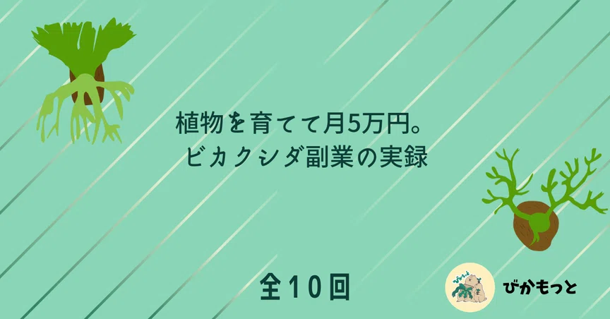 植物を育てて月5万円。ビカクシダ副業・全10回の実録｜びかもっと｜note