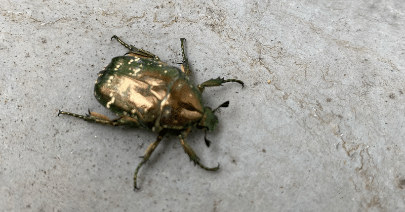 金運招来 Miracrika Note