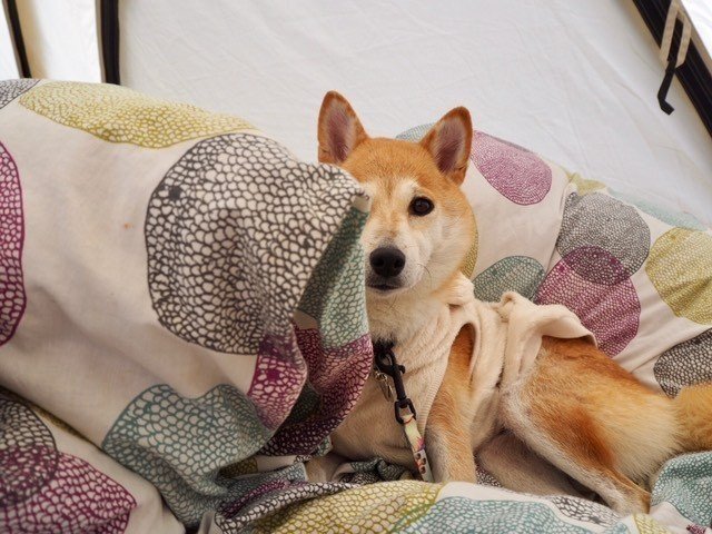 犬連れキャンプでの失敗談 Paw Campers Note