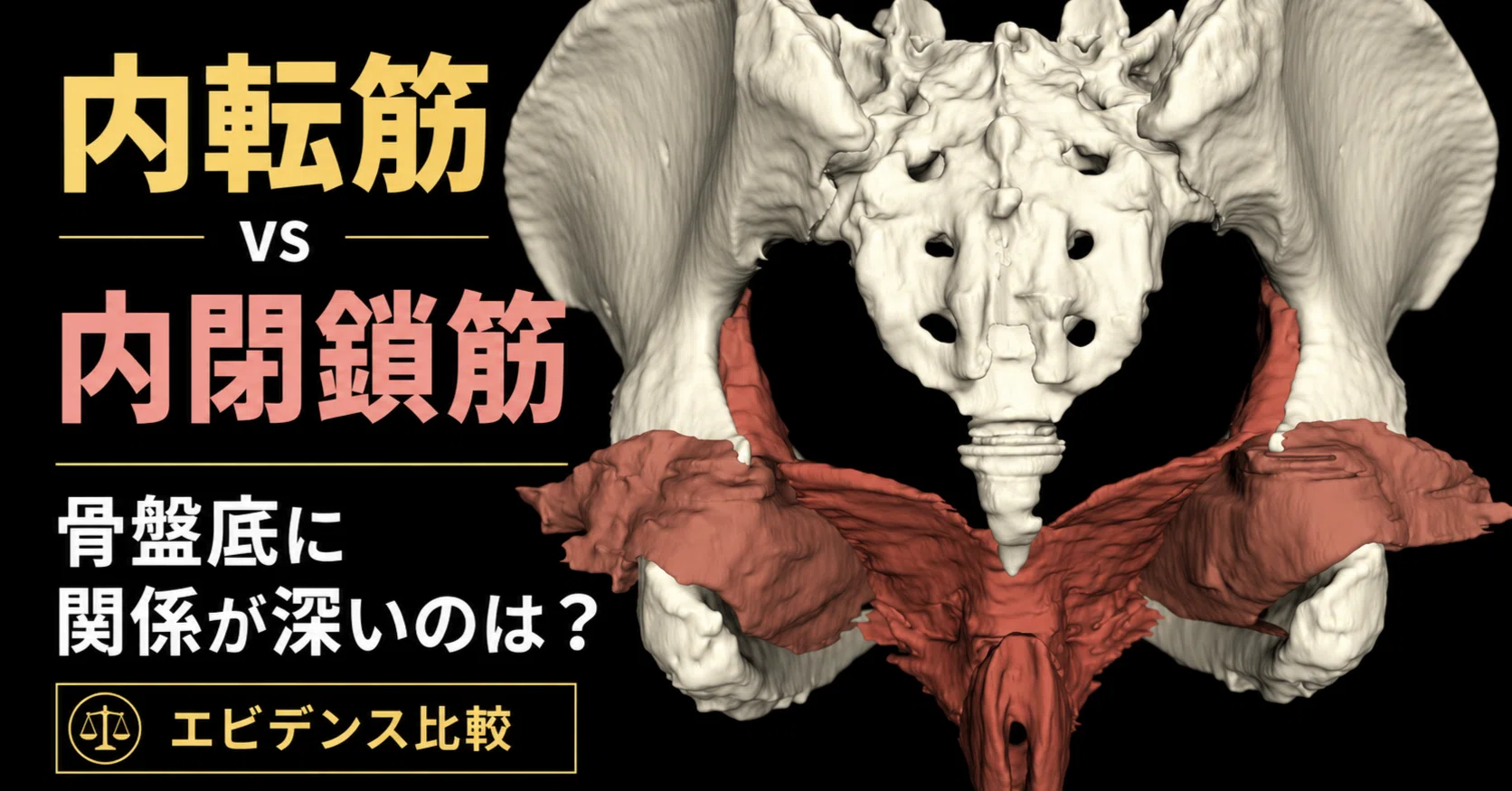 続編】内転筋と内閉鎖筋、骨盤底へのエビデンスの「厚み」を比べてみる