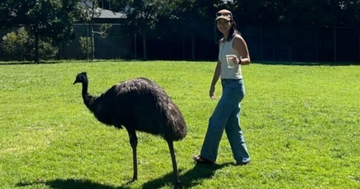 èŠåºãç»å