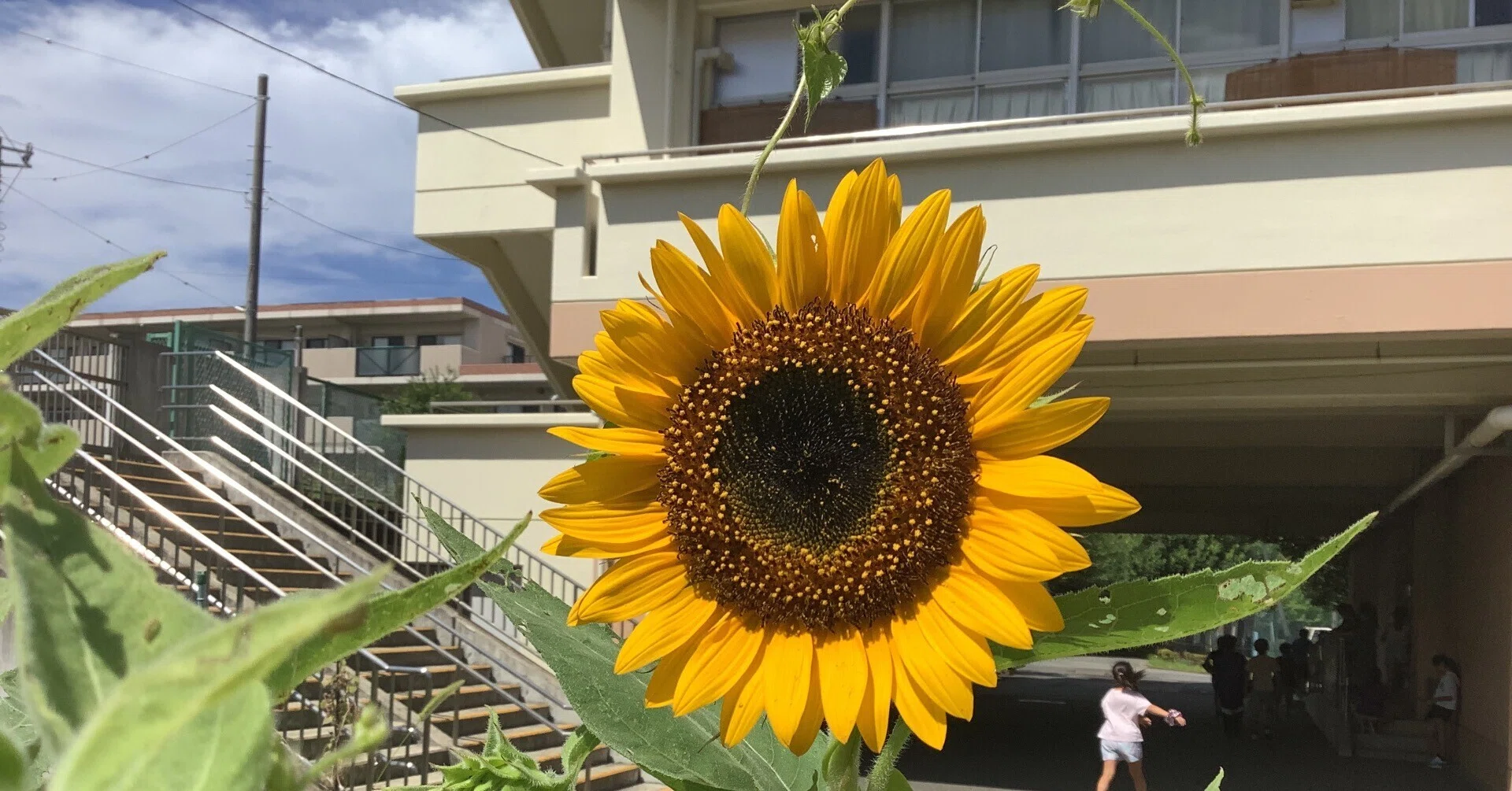 横浜 市立 都田 西 小学校