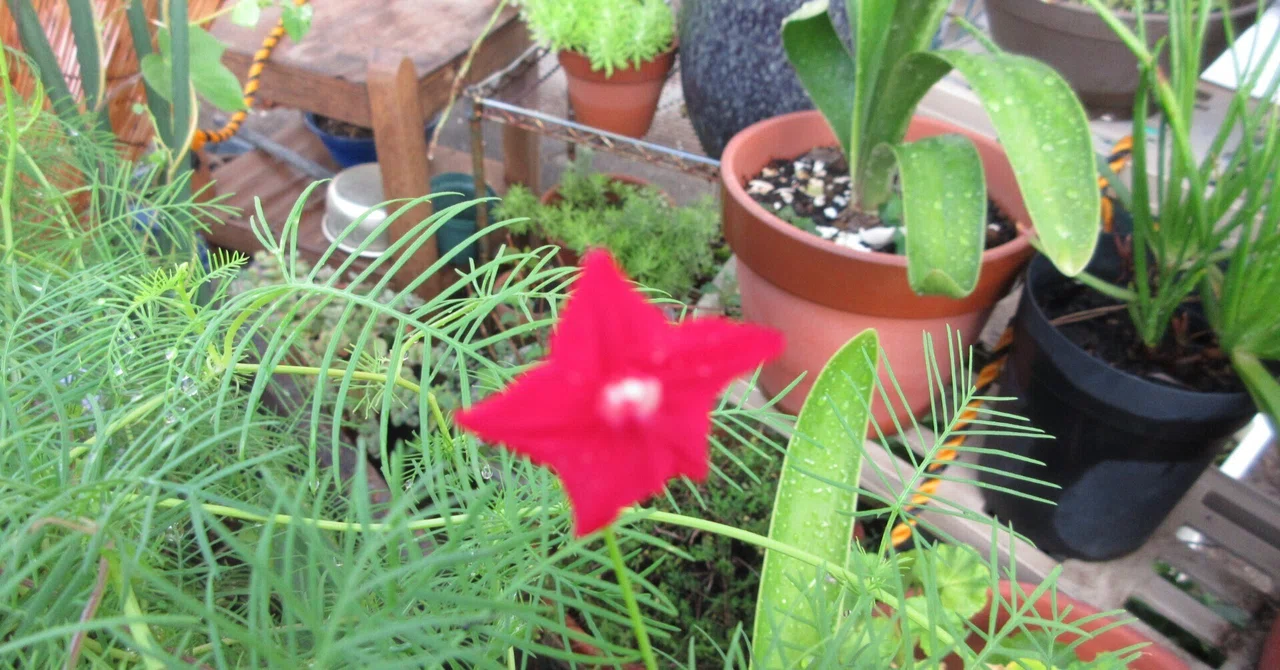 8月も末 やっと咲き出す夏の花あり、秋の花が早めに咲くもあり