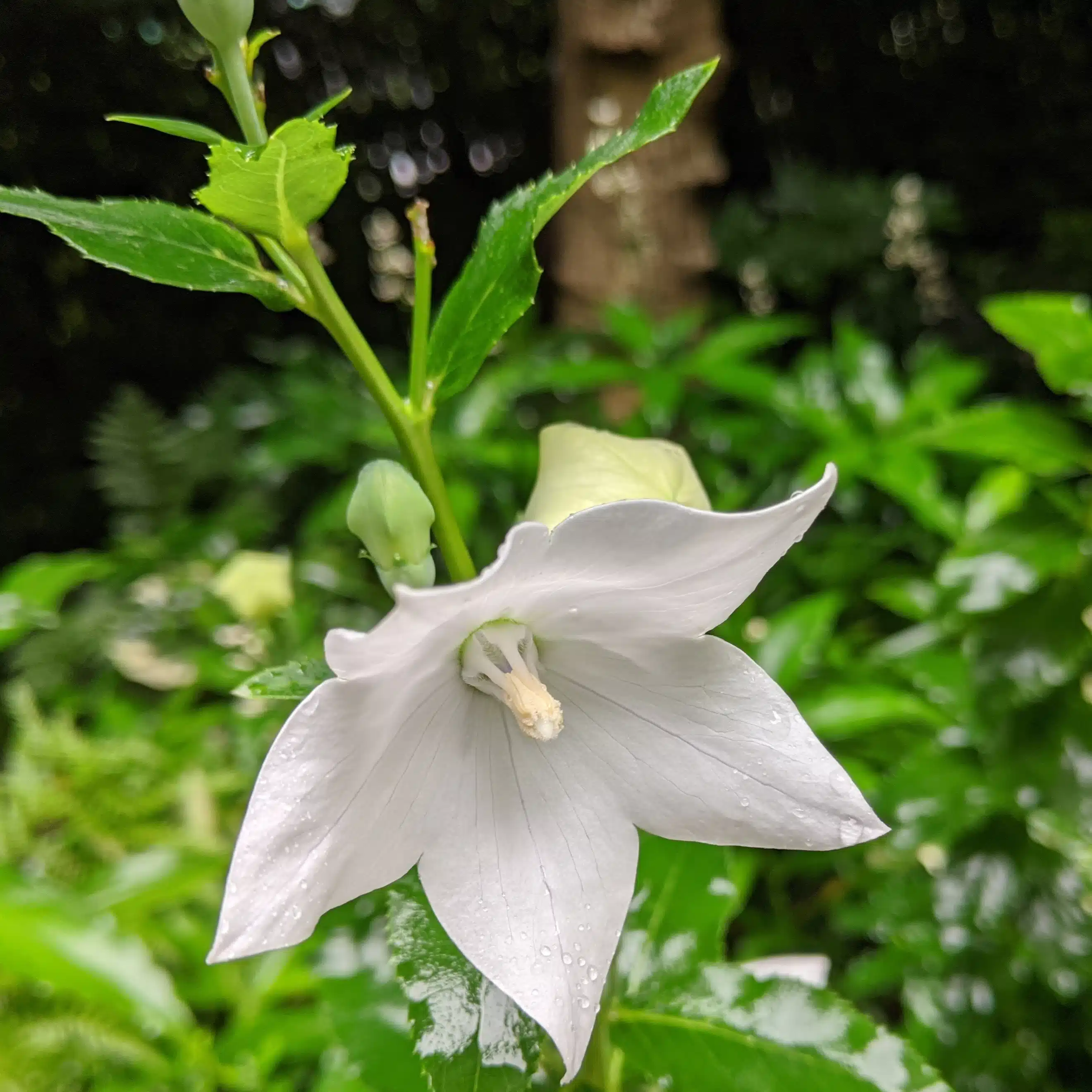 hanauta