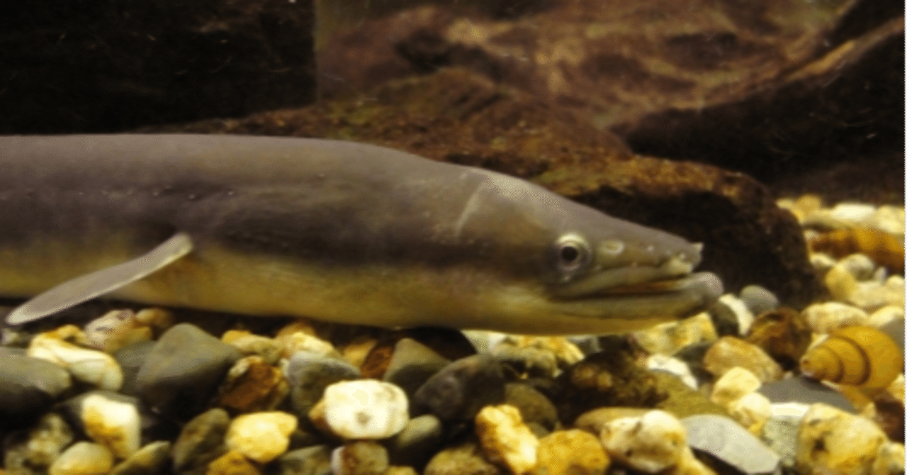 ウナギに関するよくある誤解 そして絶滅危惧種を食べるということ Icu Sustena Note ウナギに関するよくある誤解 そして絶滅危惧種を食べるということ Icu Sustena Note