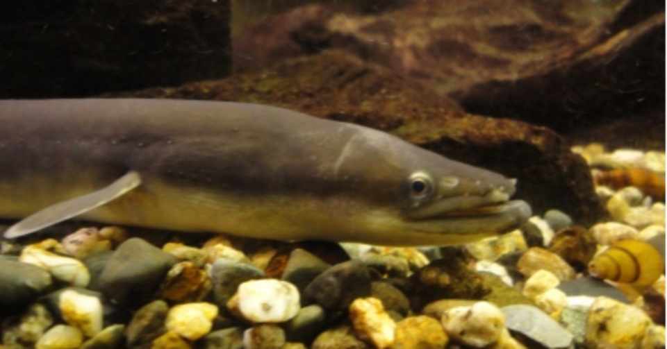 ウナギに関するよくある誤解 そして絶滅危惧種を食べるということ Icu Sustena Note
