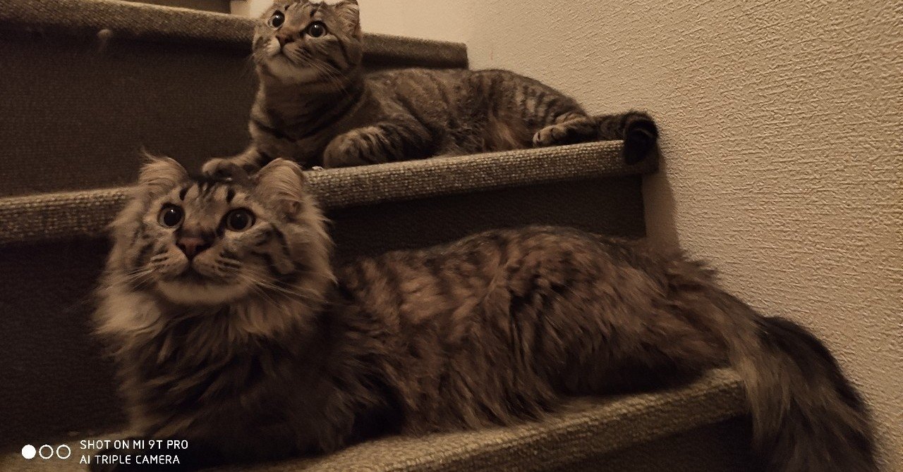 エレインペイジ の新着タグ記事一覧 Note つくる つながる とどける エレインペイジ の新着タグ記事一覧 Note つくる つながる とどける