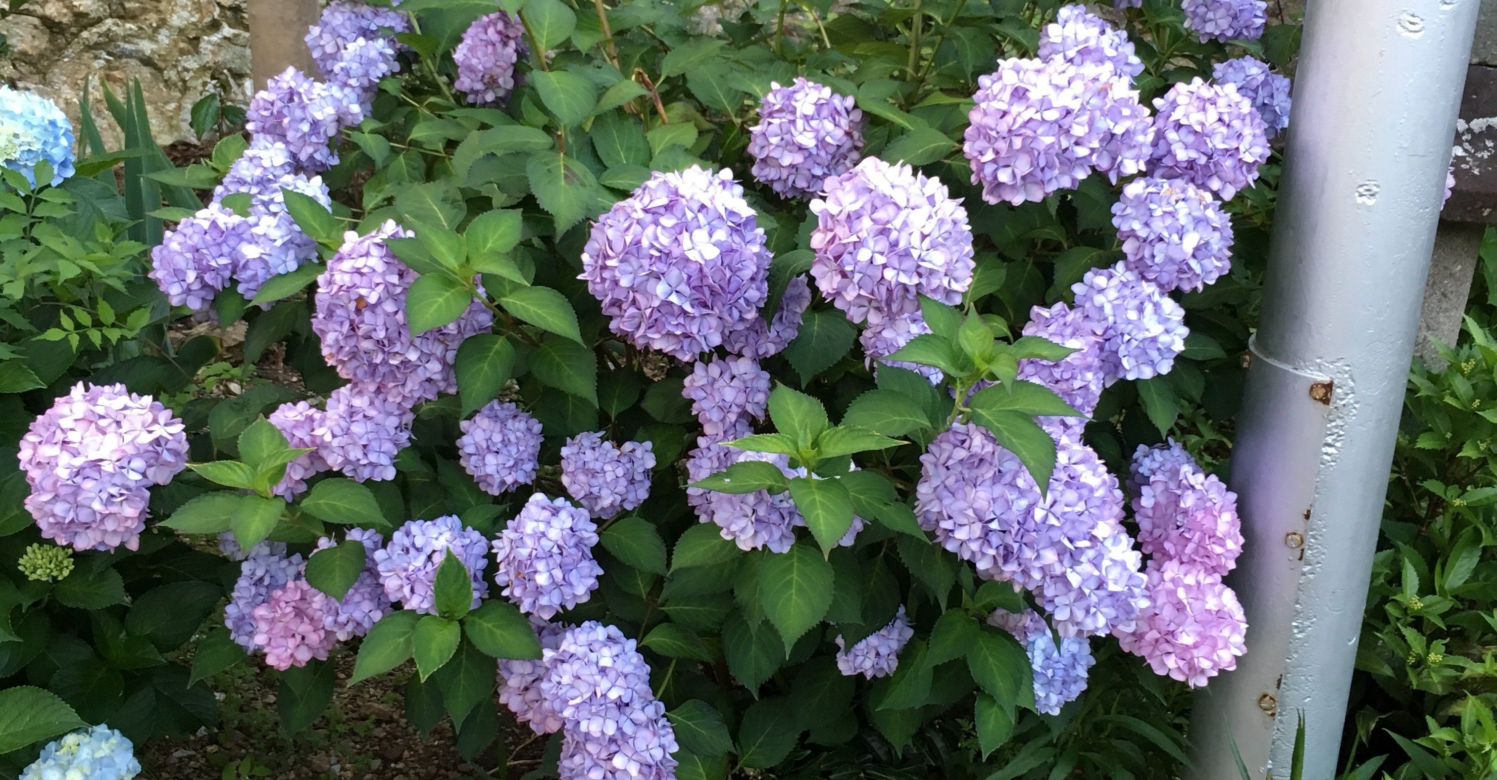 07 生きているモグラは存在するか セルゲイ カチンスキー Note