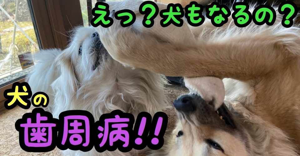 えっ 犬もなるの 犬の歯周病 ドッグライフサポーター 獅子パパ Note