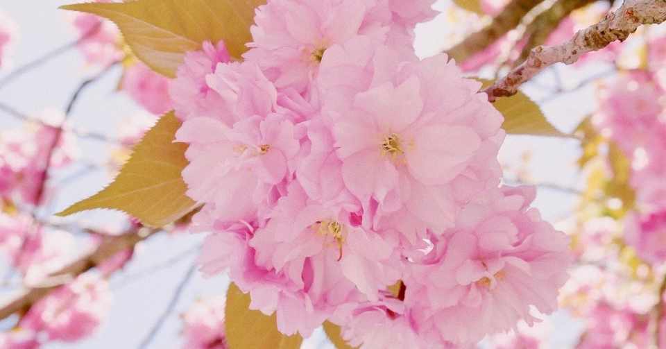 男性心理について 簡単に実践 誰でも素敵な恋愛が出来ます みみ 愛の引き寄せアドバイザー Note