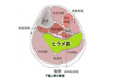 下腿の解剖学