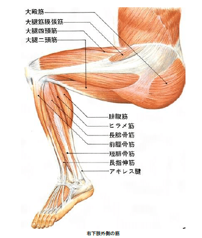 下腿の解剖 ひかる パーソナルトレーナー Note
