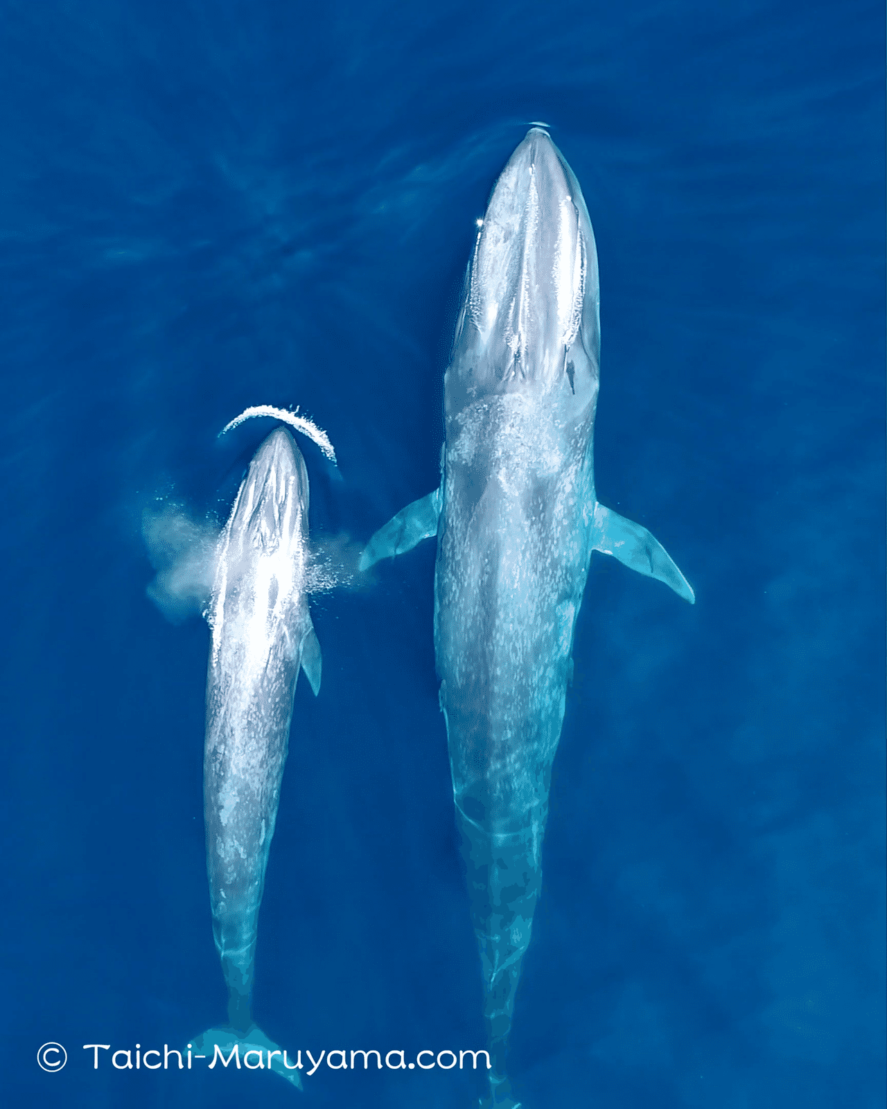 さ 大き シロ ナガスクジラ