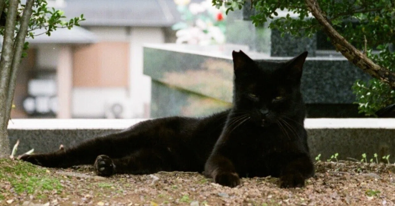 過去のフィルム写真③→猫｜入里灯（いりひ）