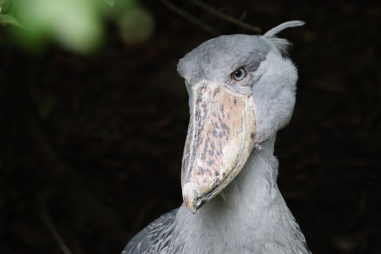 無料ダウンロード ハシビロコウ画像 人気の画像を無料でダウンロード 無料ダウンロード ハシビロコウ画像 人気の画像を無料でダウンロード