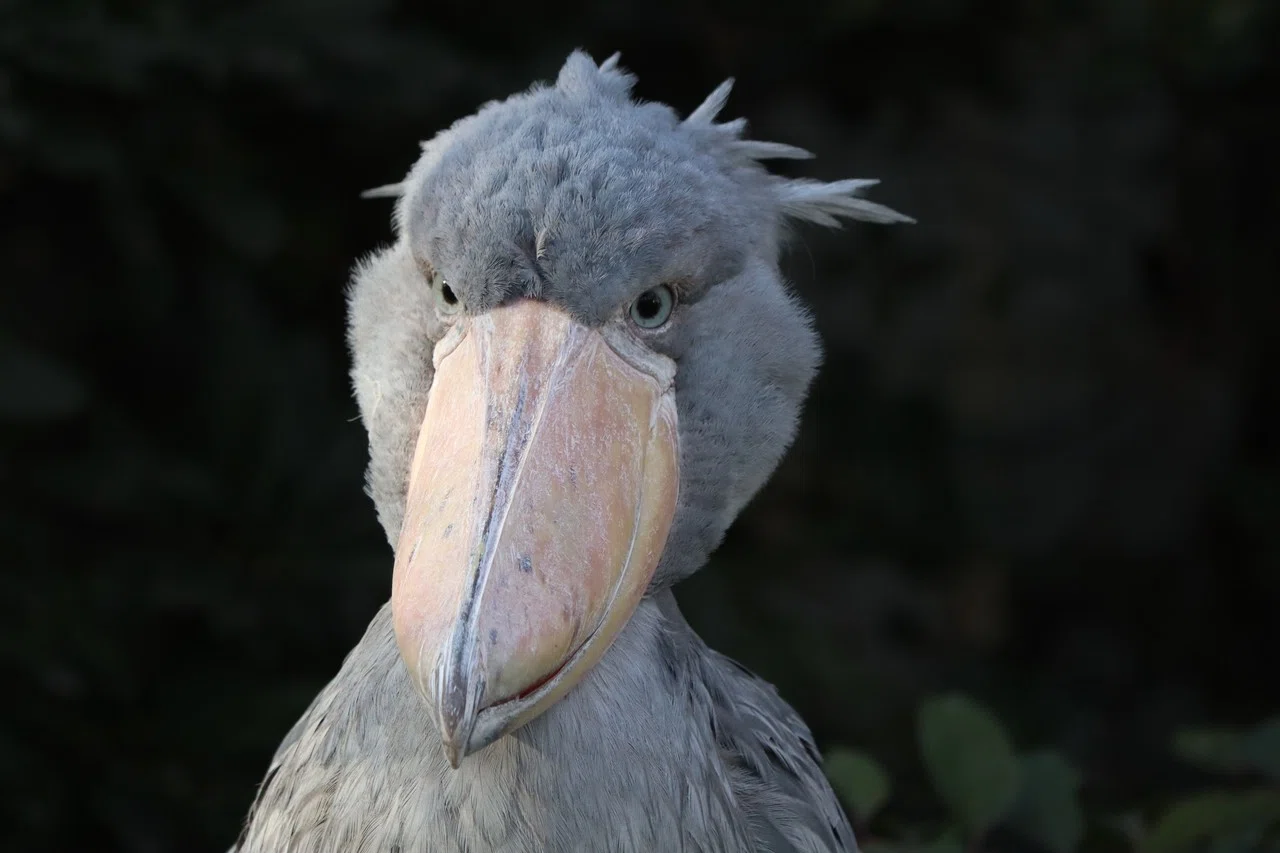 日本で会えるハシビロコウ】 その1～ざっくり概要～｜塩ら〜めん