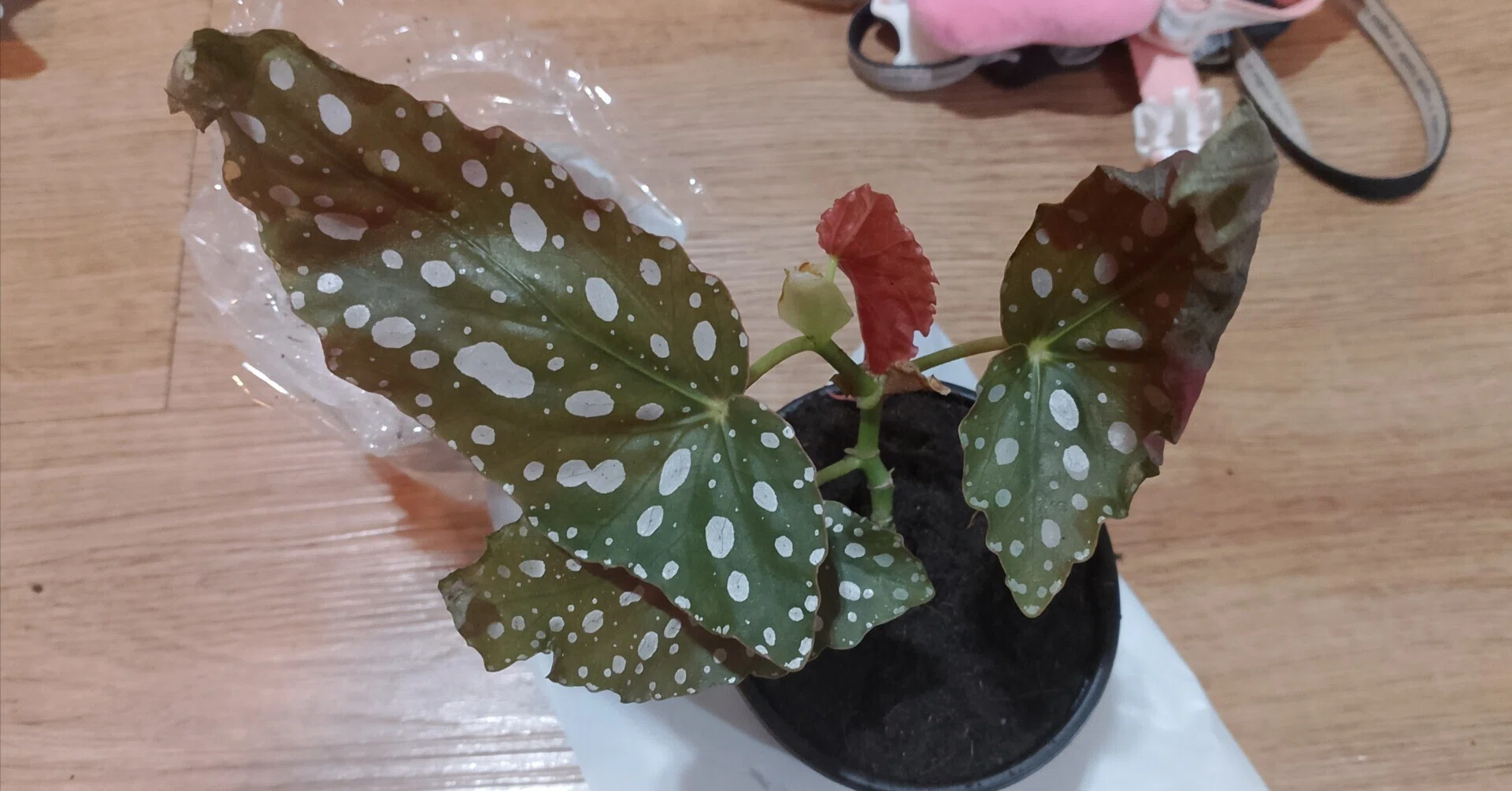 斑入り begonia 観葉植物ベゴニア ベゴニア マクラータ 写真 N i様