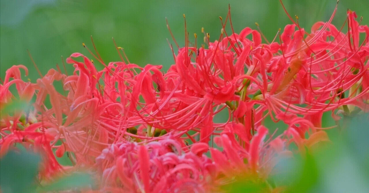 今年の彼岸花はどうなんでしょうね？｜栄樹