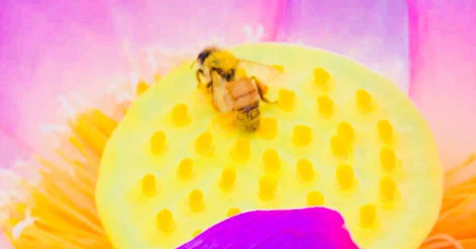 21 火 夢を語ってロマンの花を咲かす Mamu Note