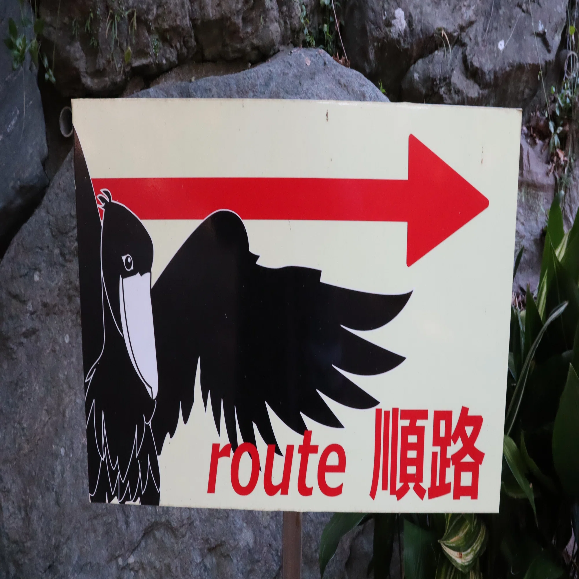 日本で会えるハシビロコウ】 その1～ざっくり概要～｜塩ら〜めん