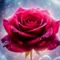 薔薇🌹SONO