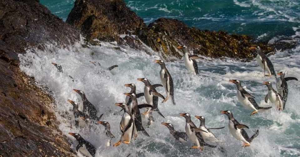 ジェンツーペンギンの生息地は ウィンウィン 医学生 Note