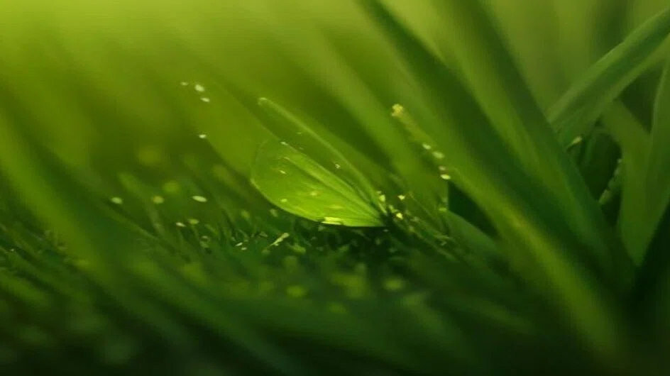 朝の光を透かした緑の草を、極端に近づいて見たところ。手前の一枚の葉に大きな水滴が乗り、そのまわりに細かい露が散っている