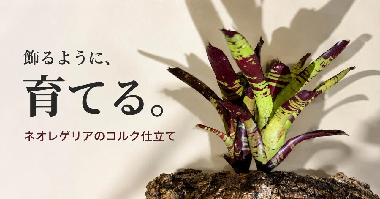 ネオレゲリアは、こんな仕立てもできる。コルクで育つフラッシュ