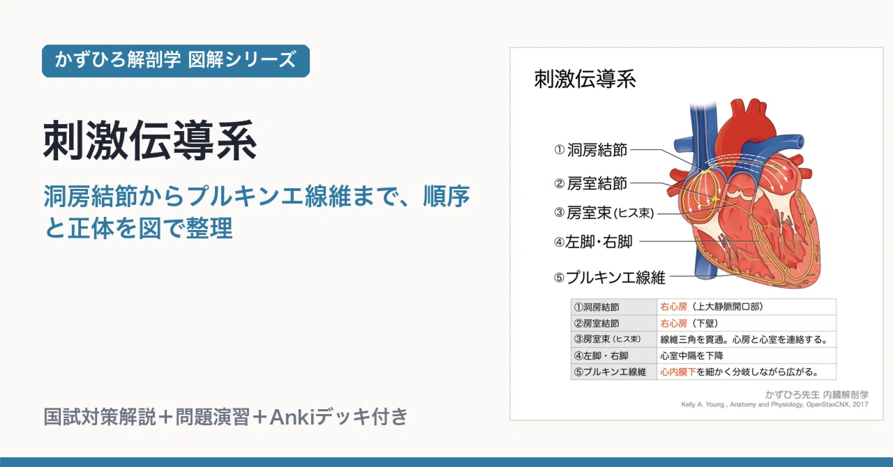 洞 結節 と は