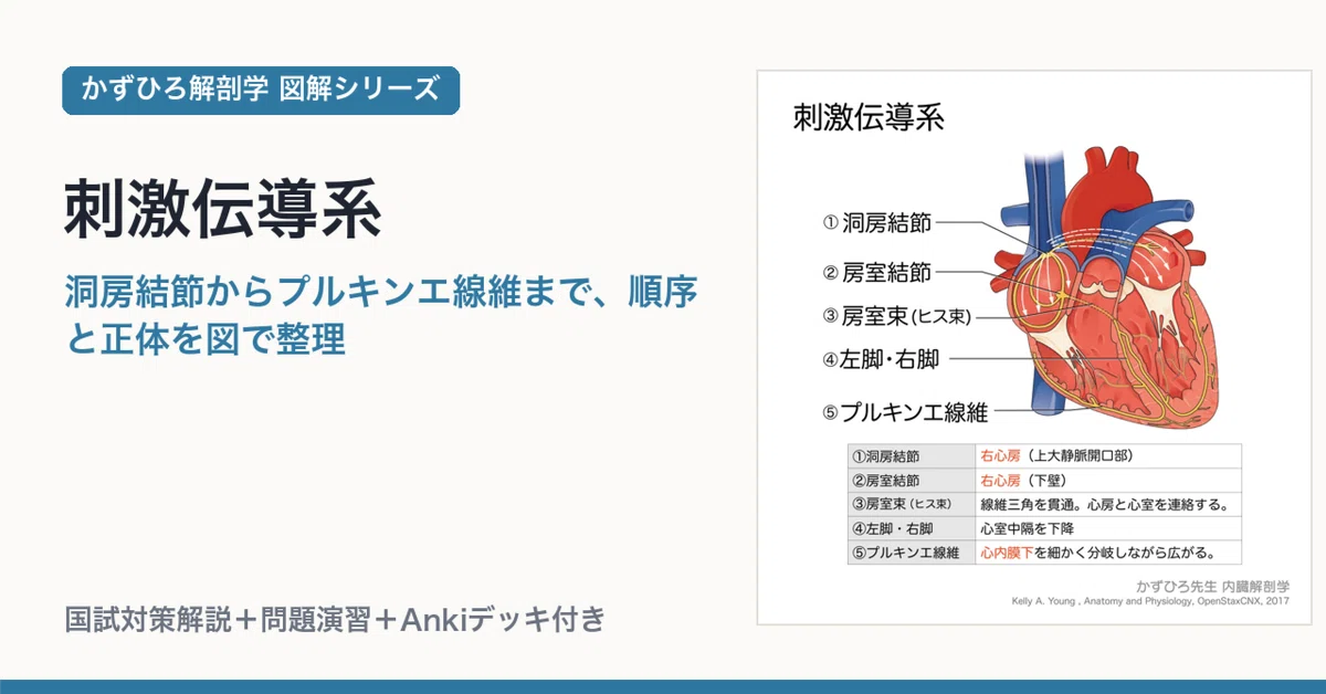 哺乳動物心臓の刺激伝導系 房室束とPurkinje線維の解剖学的・組織学的研究 刺激伝導系｜洞房結節からプルキンエ線維まで、順序と正体を図で整理