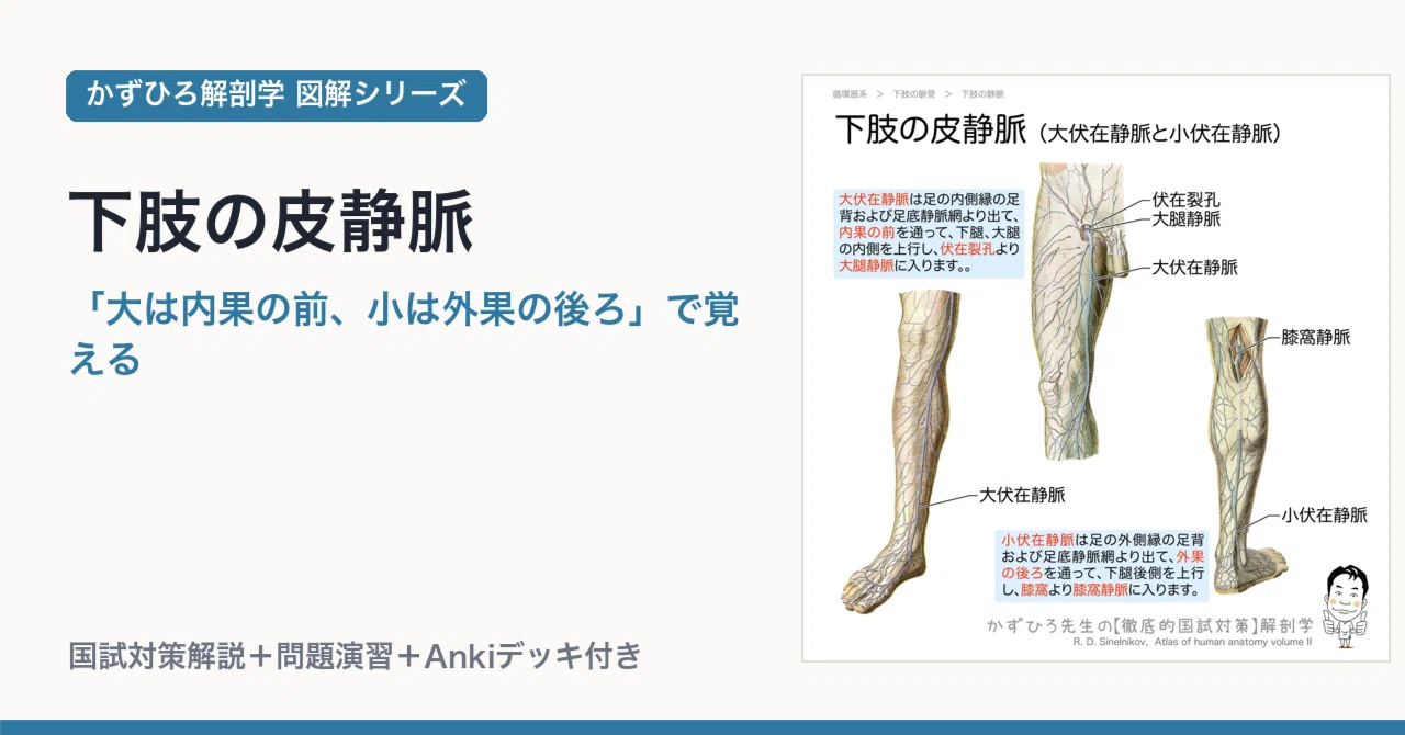 下肢の皮静脈｜「大は内果の前、小は外果の後ろ」で覚える｜かずひろ