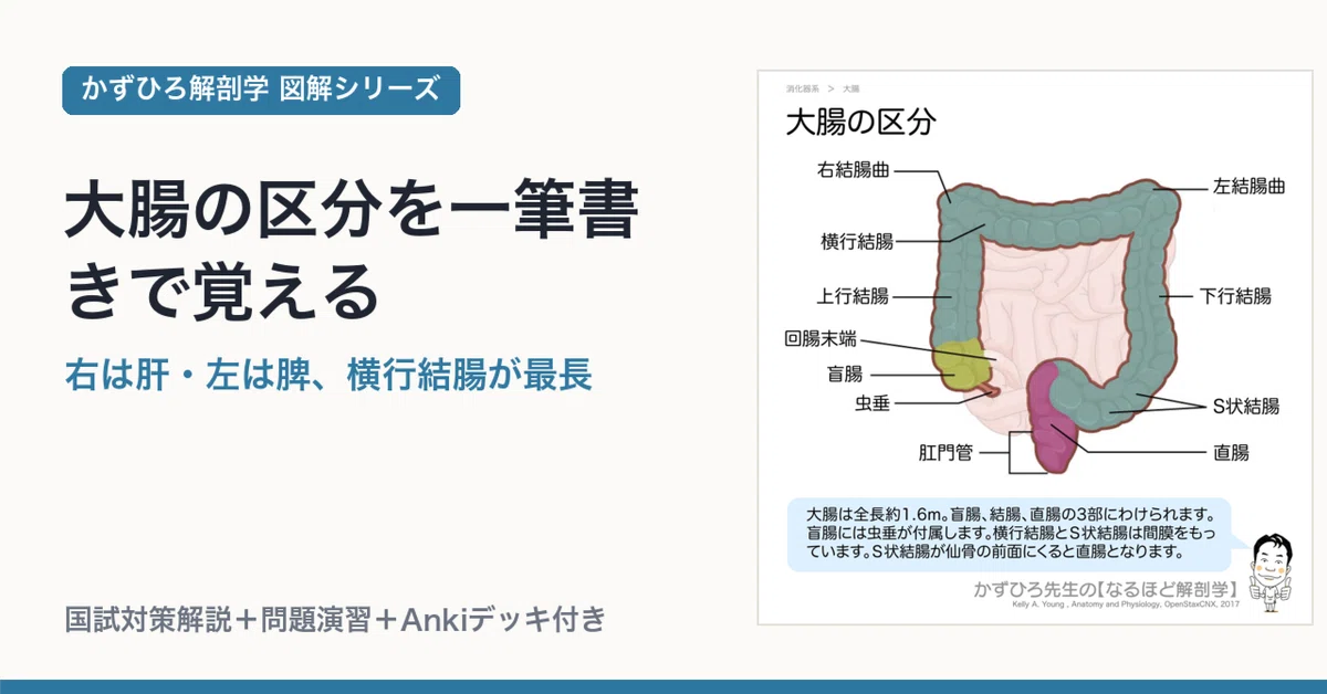 大腸の区分を一筆書きで覚える｜右は肝・左は脾、横行結腸が最長｜かず