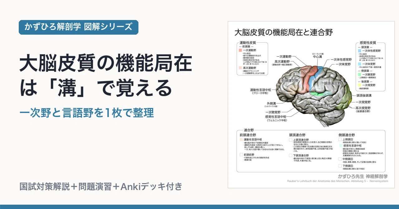 大脳皮質の機能局在は「溝」で覚える｜一次野と言語野を1枚で整理